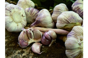 Garlic Early Purple Diggers