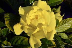 Gardenia Gold Magic