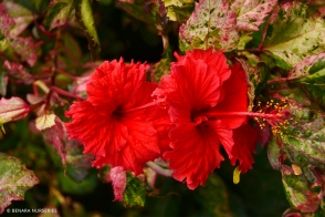 Hibiscus Rose Flake