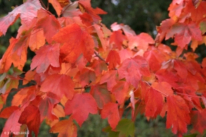 Acer Autumn Red