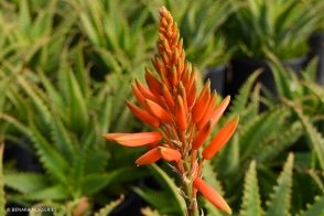 Aloe Gemini (PBR)
