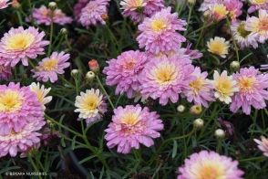 Argyranthemum Sunrise Pink