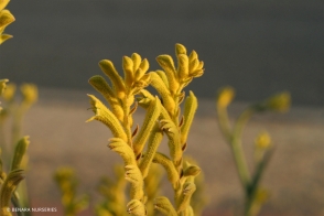 Anigozanthos flavidus Yellow