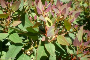 Corymbia eximia nana 