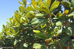 Magnolia Coolwyn Gloss (PBR)