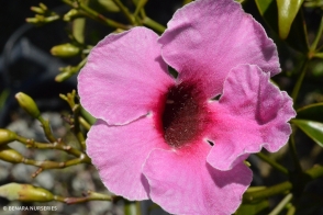 Pandorea jasminoides Deep Pink