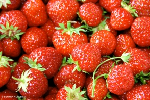Strawberry Adina