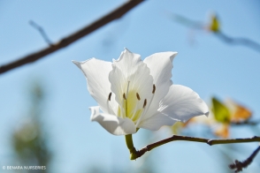 Bauhinia Variegata alba