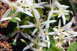Clematis Southern Stars