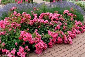 Flower Carpet (R) Rose Pink