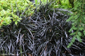 Ophiopogon nigrescens black