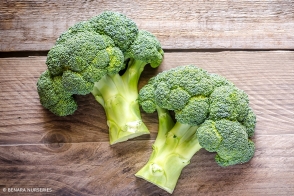 Broccoli Green Dwarf Tray