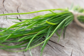 Chives GF Tray