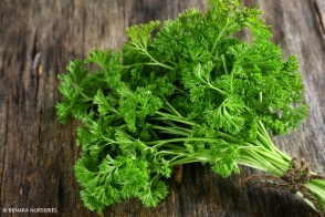 Parsley Afro Tray
