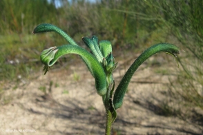Anigozanthos viridis