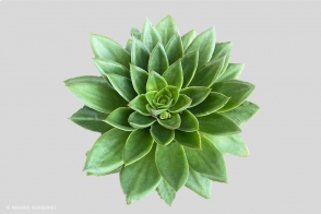 Echeveria Star Green