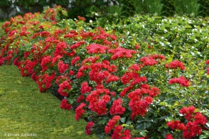 Flower Carpet (R) Rose Cherry