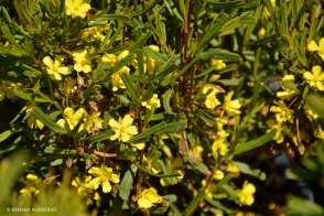 Hibbertia Racemosa