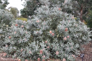 Banksia menziesii dwarf