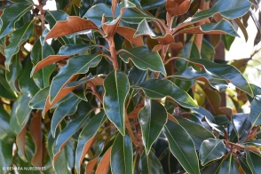 Magnolia Emerald Spire