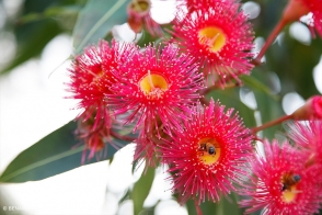 Corymbia Grafted Summer Red <span class="pbr">(PBR)</span>