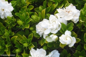 Gardenia florida