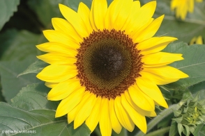 Sunflower Dwarf Tray