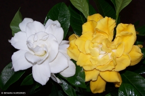 Gardenia White Gold <span class="pbr">(PBR)</span>