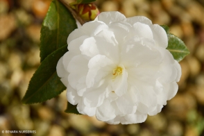 Camellia Early Pearly