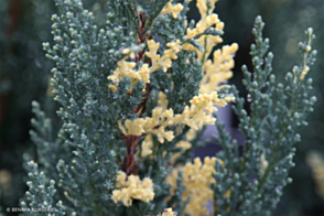 Juniperus albovariegata