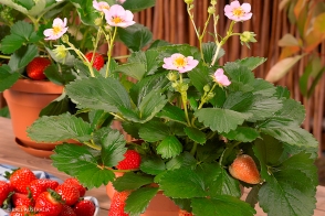 Strawberry Merlan