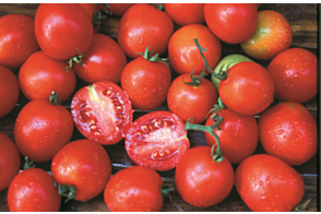 Tomato Siberian Cherry Diggers