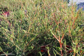 Verticordia densiflora