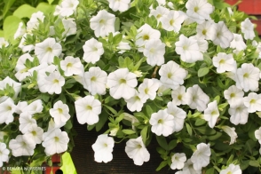 Calibrachoa Bouquet White <span class="pbr">(PBR)</span>