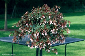 Begonia Bossanova White Hanging Basket